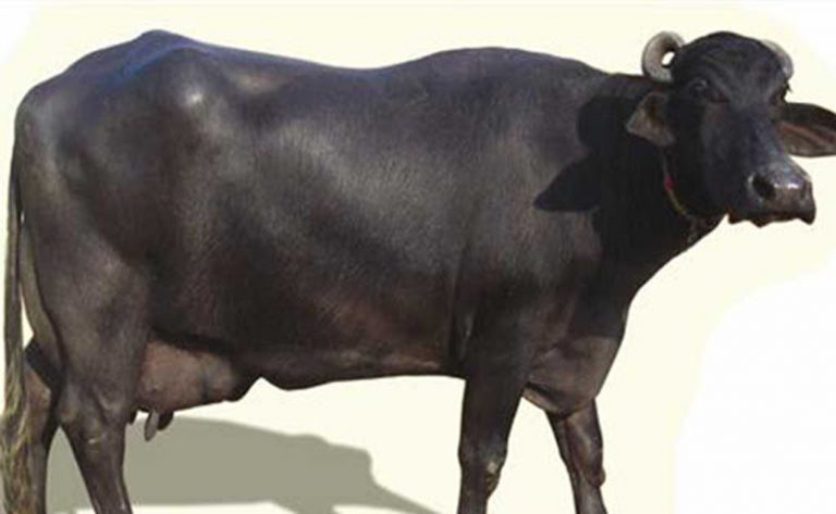 भैँसीको दूध भैँसीलाई नै खुवाउनुपर्ने बाध्यता