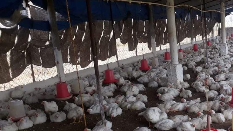 लकडाउनले बर्दियाका कुखुरापालक किसान पनि मारमा