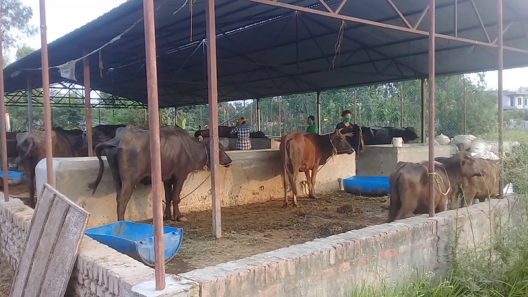 दूध लिन उपभोक्ता फर्ममा नै पुगेपछि भैसीपालक किसानलाई भ्याईनभ्याई