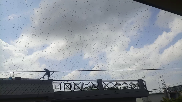 मेघगर्जन र चट्याङसहित वर्षाको सम्भावना