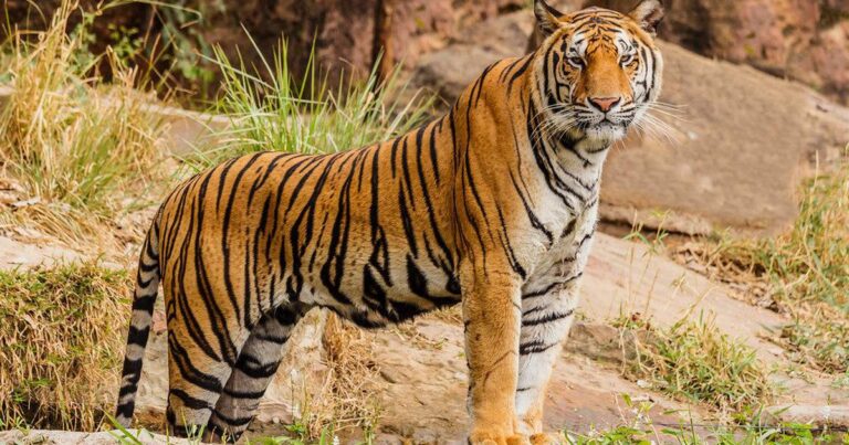 बर्दियामा बाघ आतंक आठ महिनामा आठको मृत्यु