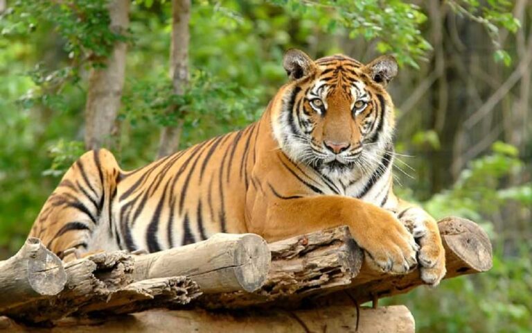 राप्तीसोनारीमा बाघको आक्रमणले एक जनाको ज्यान गयो