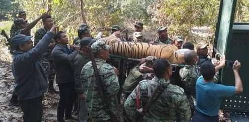आक्रमण गरेर मान्छे खाने बाघ नियन्त्रणमा