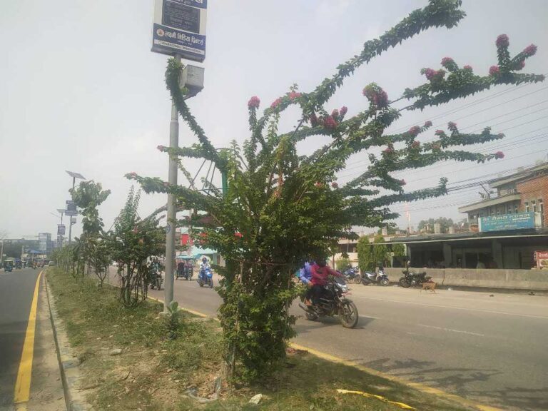 सौन्दर्यकरणमा थप जिम्मेवार बन्न नगर प्रमुख विष्टको निर्देशन