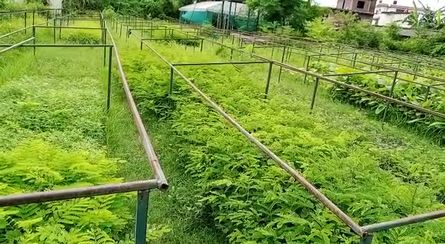 डिभिजन वनले २ लाख बढि विरुवा निशुल्क वितरण गर्दै