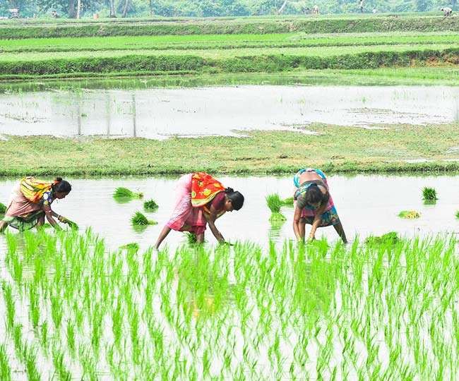 बाँकेमा २० प्रतिशत मात्र रोपाई