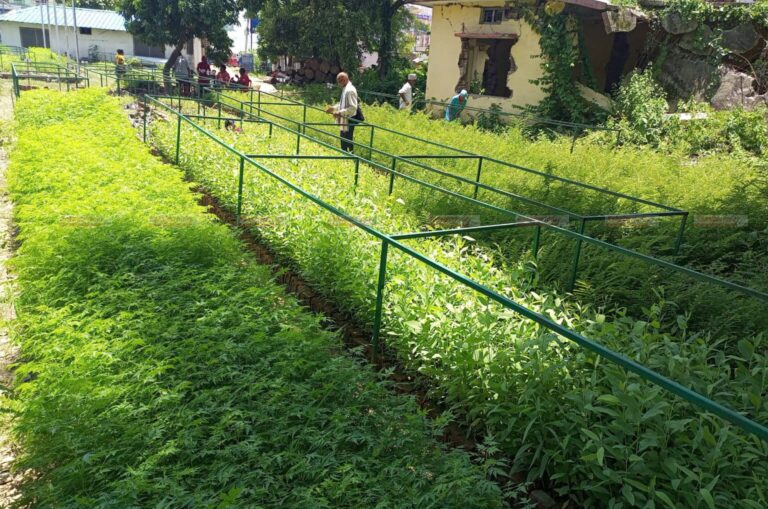 सव डिभिजन कार्यालय कोहलपुरद्धारा २७ हजार ८ सय बिरुवा बितरण