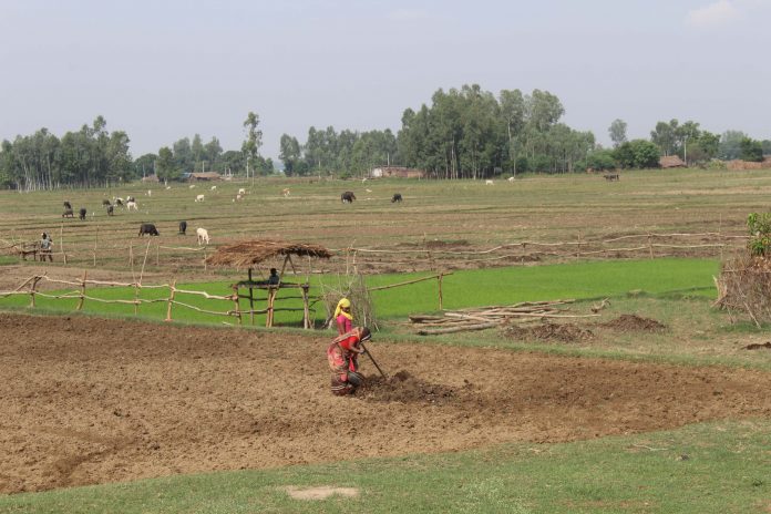 नरैनापुरको दुई वडामा दैनिक एक हजार लिटर दुध उत्पादन, दुध पकेट क्षेत्र घोषणा माग