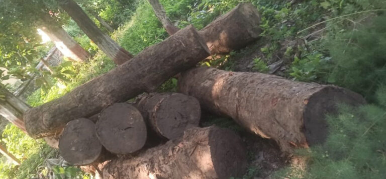 सामुदायिक बनको काठ हिनामिना गरेको आरोपमा आठ जना पक्राउ