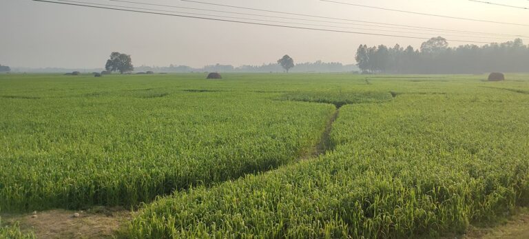 डुडुवाद्धारा कृषि मूल बीउ उत्पादन शुरु