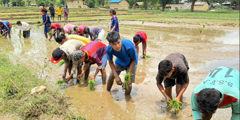 बाँकेमा २५ प्रतिशत रोपाइँ
