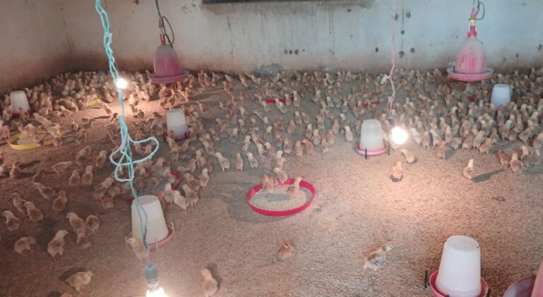 एक लाख ८१ हजार बढी लोकल प्रजातिका चल्ला उत्पादन