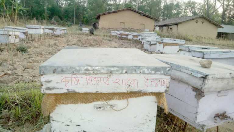 “नन्दकलाको मौरी पालन : सानो लगानी ठुलो फाइदा”