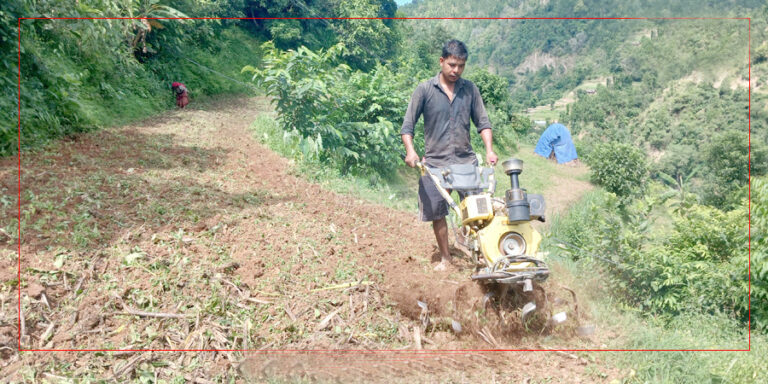 प्रविधिले गर्दा गोरु हराएसँगसँगै जोत्ने परम्परागत काठे हलो पनि हरायो