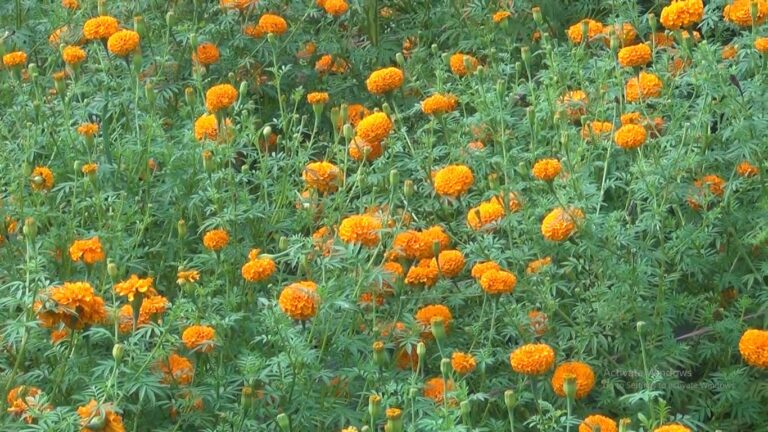 फूलखेतीलाई आम्दानीको  श्रोत  बनाउदै कृषक
