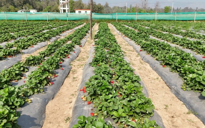 बाँकेका किसानहरू स्ट्रबेरी खेतीतर्फ आकर्षित