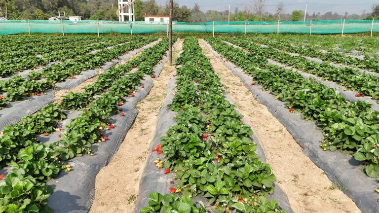 बाँकेका किसानहरू स्ट्रबेरी खेतीतर्फ आकर्षित